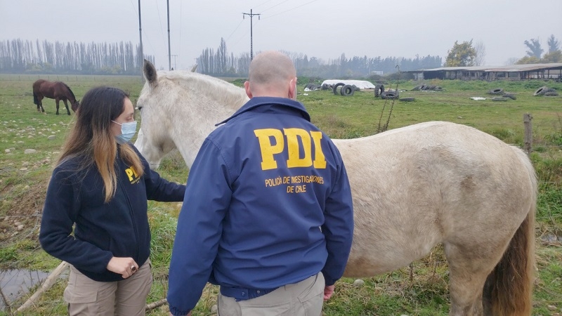 PDI de Linares impulsa campaña contra el abigeato de animales