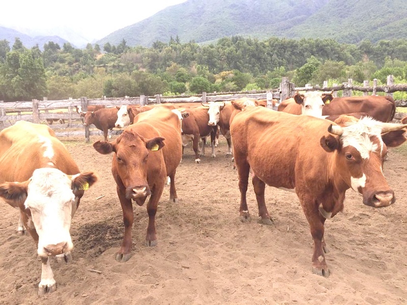 SAG actualiza normativa de vigilancia de Brucelosis bovina en la última etapa de erradicación