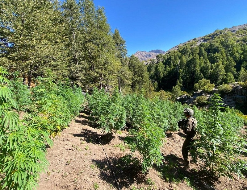 Un extranjero detenido y cerca de 17 mil plantas de marihuana incautas deja mega operativo