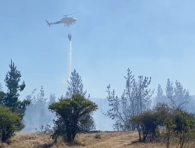 Un detenido por incendio forestal en Cauquenes.