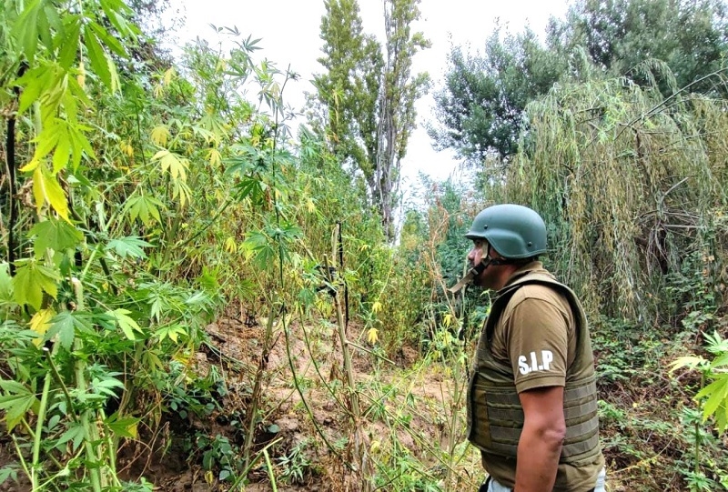 San Javier: Carabineros detectó plantación de plantas de marihuana en Melozal