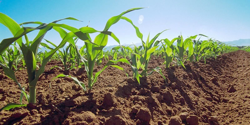 Ministerio de Agricultura releva lineamientos para fortalecer la agricultura familiar en el principal encuentro del Mercosur ampliado