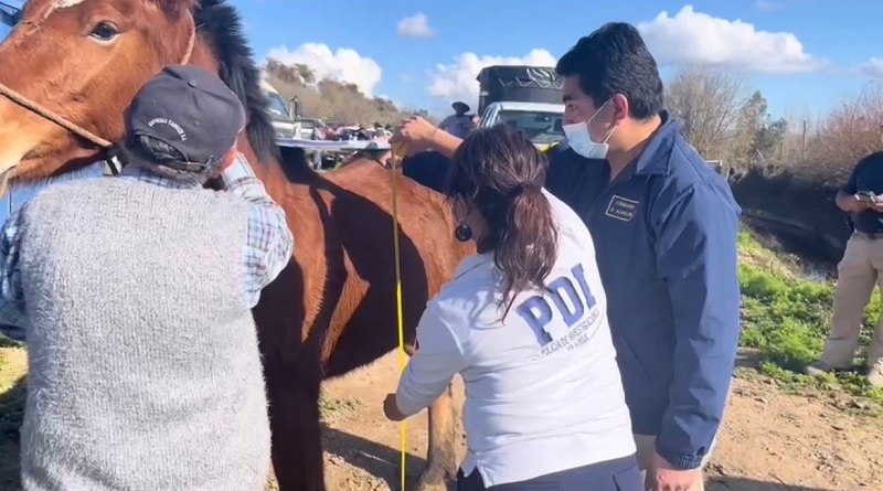 PDI ha detectado 38 delitos de maltrato animal en últimos dos años en la región del Maule  