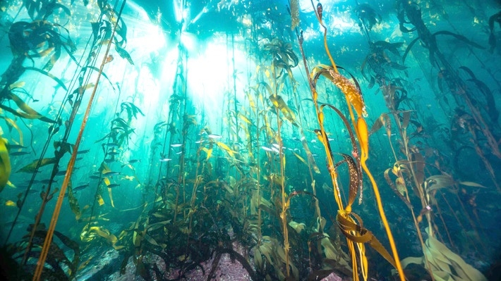 El potencial de la Patagonia submarina chilena: El otro pulmón verde del planeta