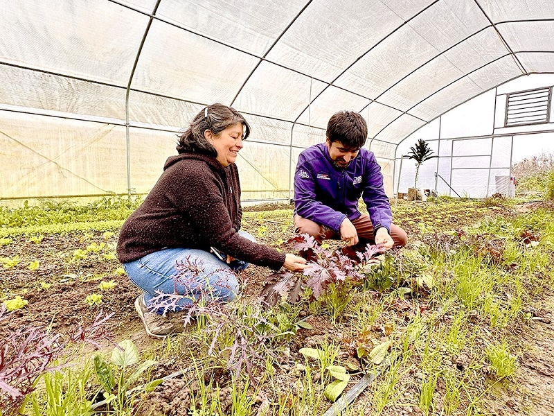 Pequeña Agricultura Familiar Campesina de la región del Maule recibe más de $100 millones para tecnificar sus sistemas de riego