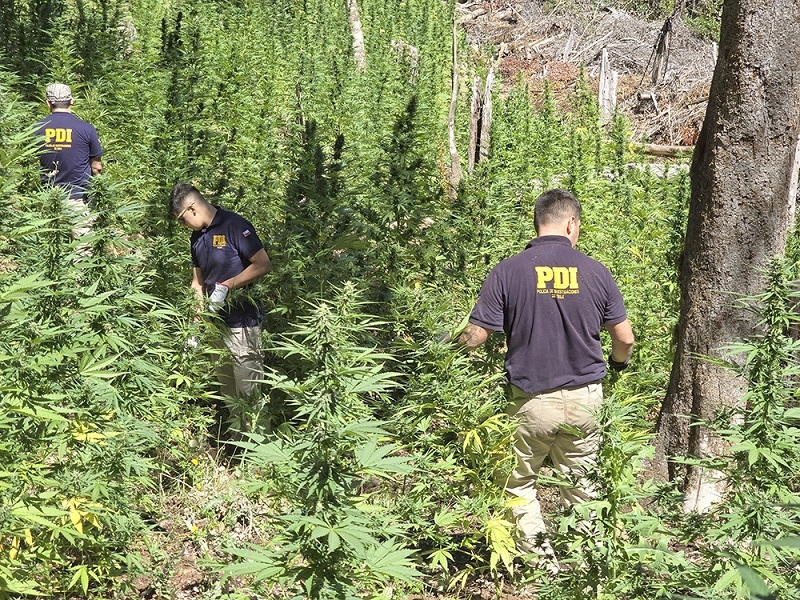  PDI de Linares incautó 4 mil 697 plantas de marihuana y casi 8 kilos de cannabis procesada