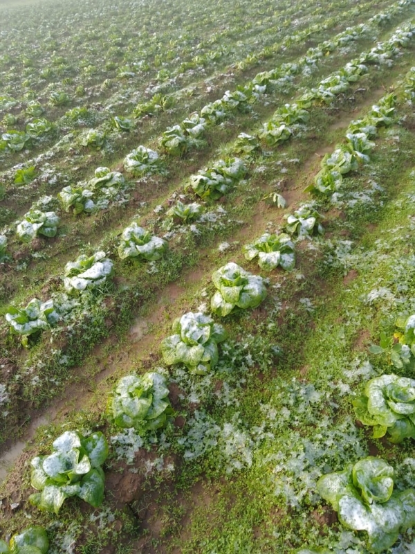 Agricultura monitorea posibles daños por evento de lluvias y nieve en el Maule