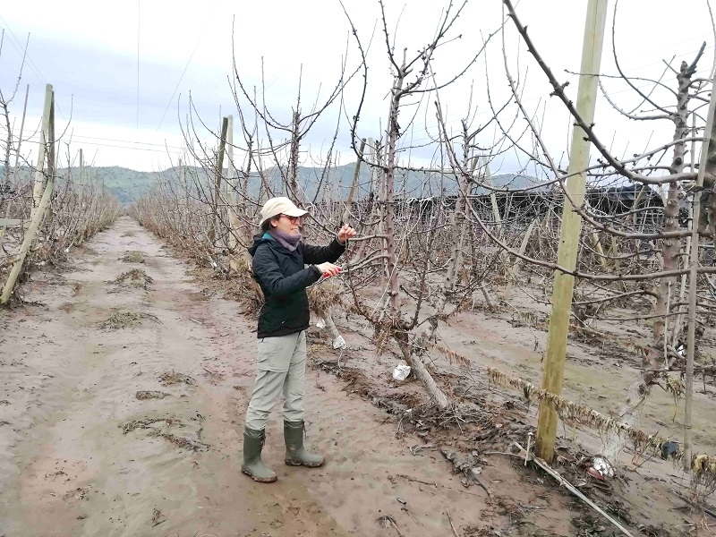 	 Proyecto apoyará producción de manzanos y cerezos con inteligencia artificial