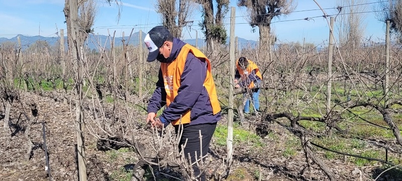 Fiesta de la Poda: Campus Colchagua de la UTalca inicia nuevo ciclo en su viñedo