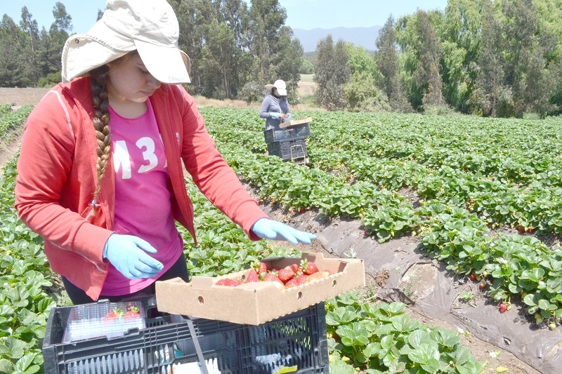 Comisión Nacional de Riego anuncia nuevo concurso especial para mujeres agricultoras