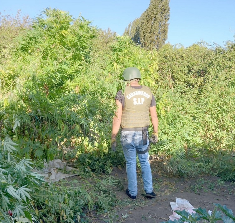 San Javier: Carabineros incautó plantas de marihuana