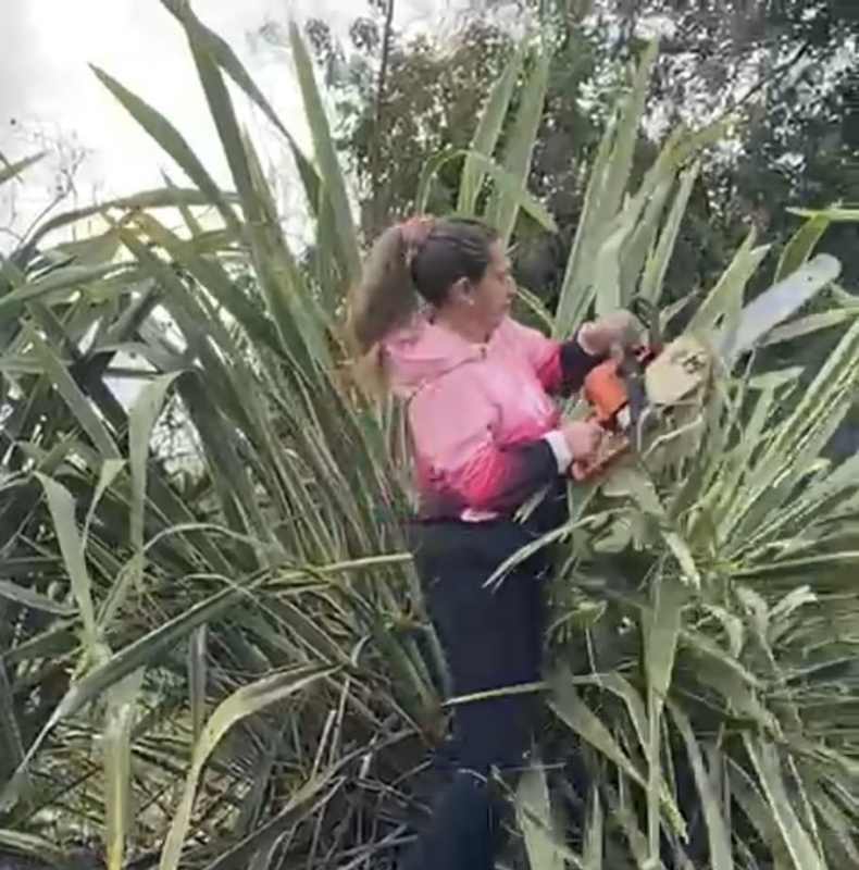 Linares: mujer generó daños a palmera y áreas verdes de vecinos con una motosierra_