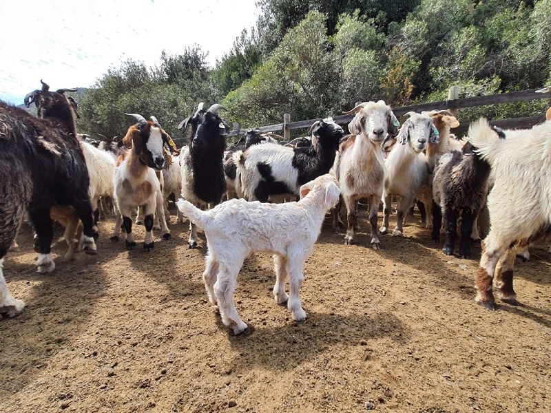 Comienza subida de animales a veranadas de la temporada 2023-2024: una tradición ancestral de pastoreo del ganado en la cordillera   