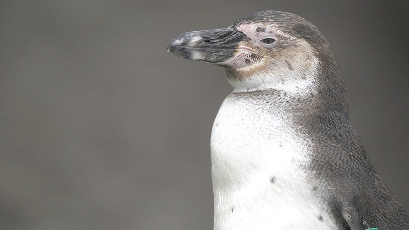 Casi 3.000 pingüinos de Humboldt han muerto por influenza aviar en Chile