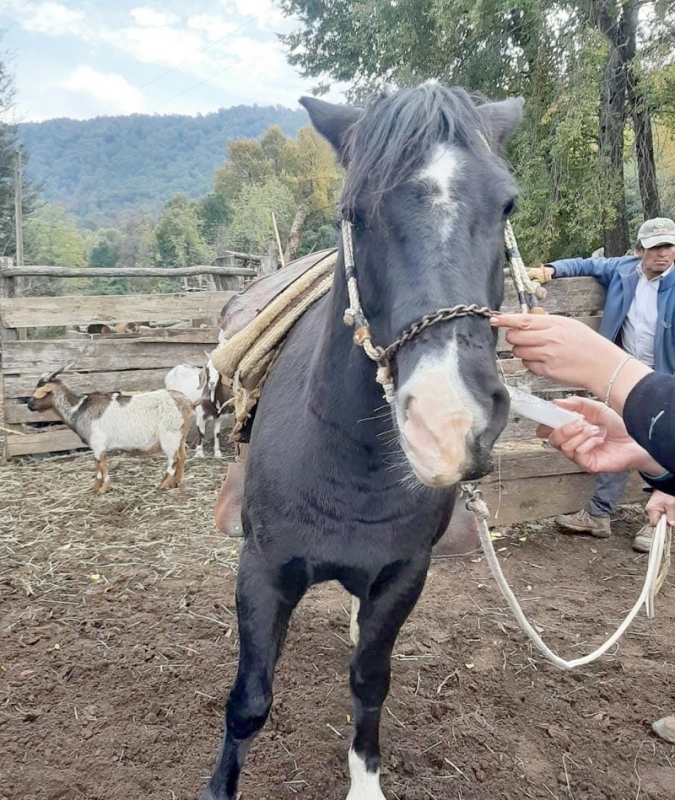 Operativo Ganadero Municipal beneficia a más de 300 agricultores de Longaví