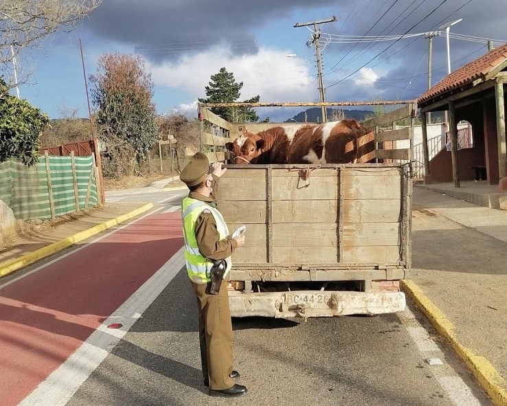 Carabineros del Maule tiene patrullas de  abigeato en cada comisaría de la región