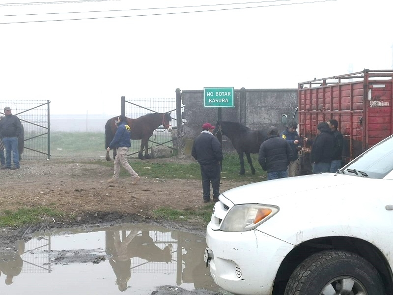 Comisión Abigeato inició su despliegue en el Maule previo a Fiestas Patrias