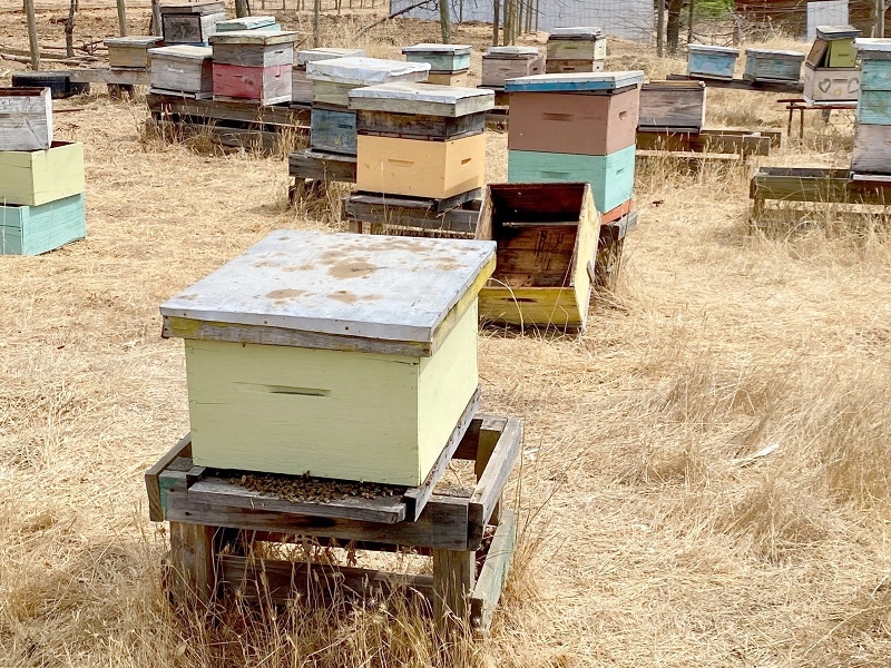 En Cauquenes se lanzó programa que beneficiará a productores apícolas