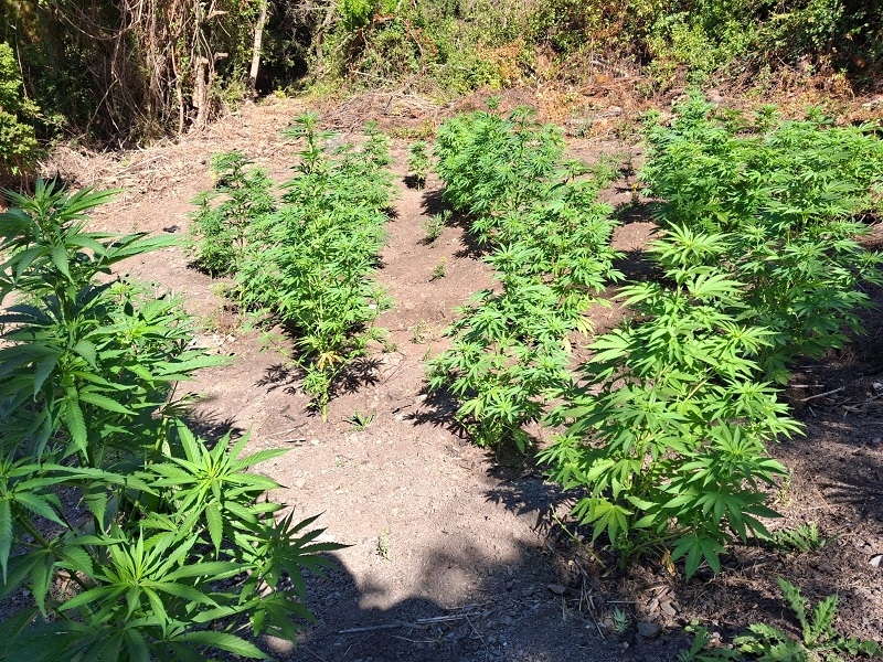 Carabineros Maule incautó 150 plantas de marihuana en Vichuquén