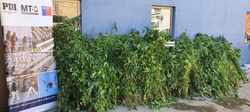 PDI incautó 520 plantas de cannabis en Constitución