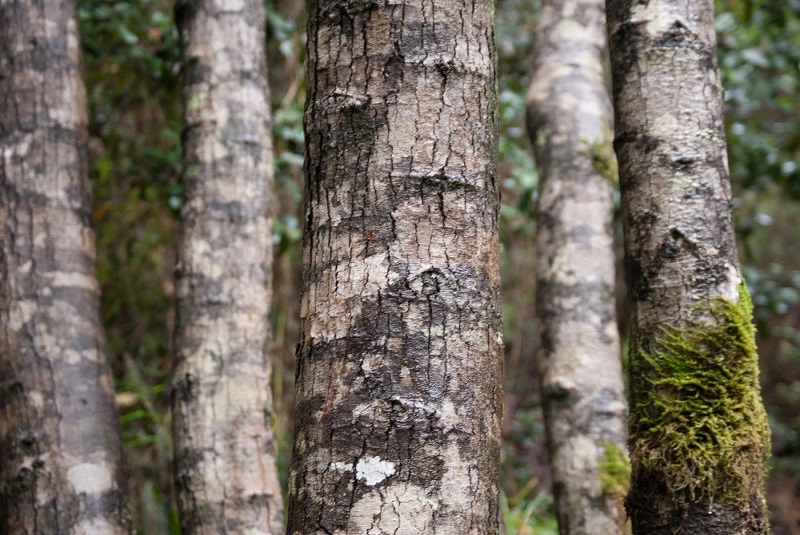   Seremi de Medio Ambiente llama a proteger y conservar la especie arbórea ruil