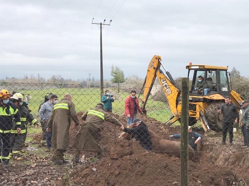 Yerbas Buenas: organismos de emergencias participaron de rescate de caballar