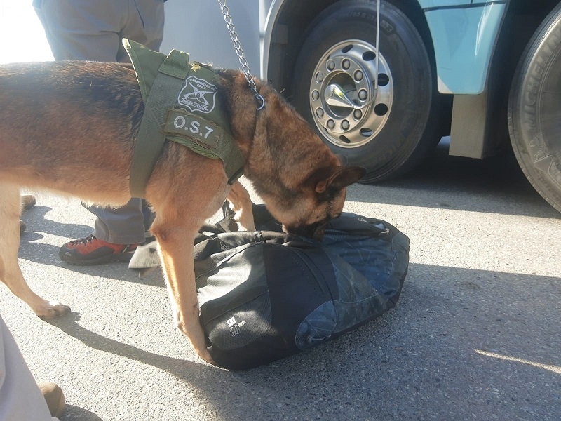 Ejemplar canino de Carabineros del os-7 Maule detectó  a conductor con droga y arma de fuego en ruta 5 sur