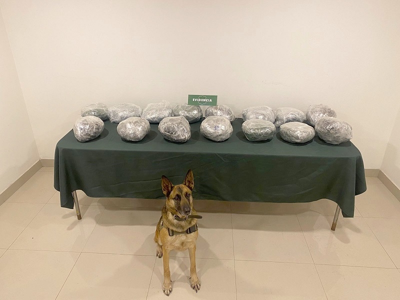 Ejemplar canino de Carabineros del OS-7 en el Maule detectó casi 16 kilos de marihuana en ruta 5 sur