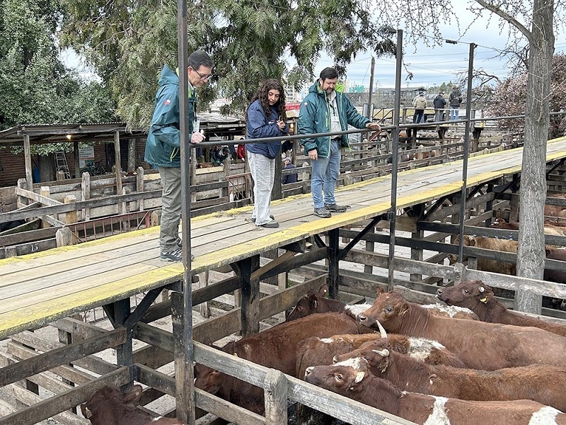 Autoridades acompañan fiscalización en feria ganadera de Talca