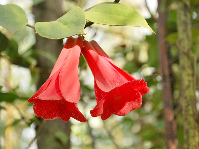  LOS  COPIHUES ROJOS