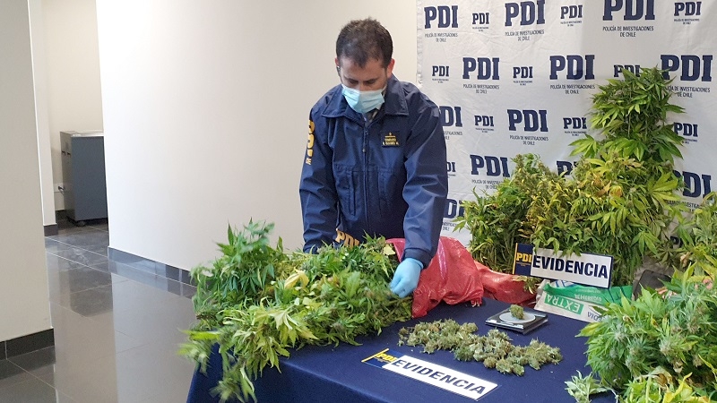 PDI decomisa 76 plantas de marihuana cultivadas indoor