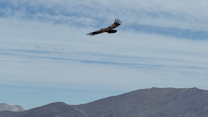 Liberan a tres cóndores juveniles en el Cajón del Maipo tras pasar por un proceso de rehabilitación