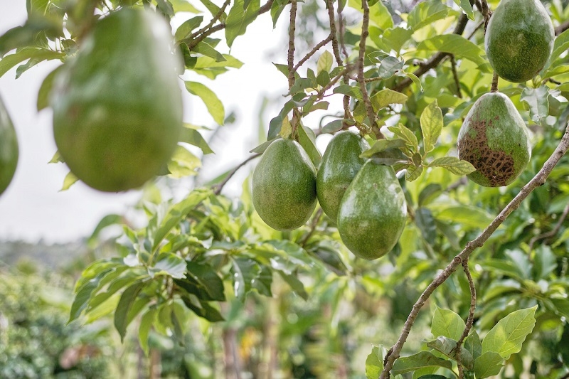 Nanoburbujas y producción de palta: Cómo la tecnología mejora la productividad y el tamaño de la fruta en tiempos de crisis hídrica