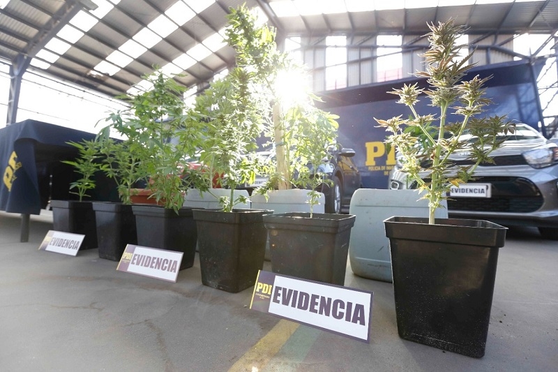 PDI detecta plantaciones de cannabis en Parral Detectives de la Brigada de Investigación 