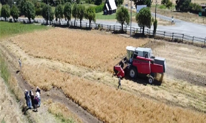 Kauke: la primera trilla de alfalfa chilena marca un hito en la producción forrajera