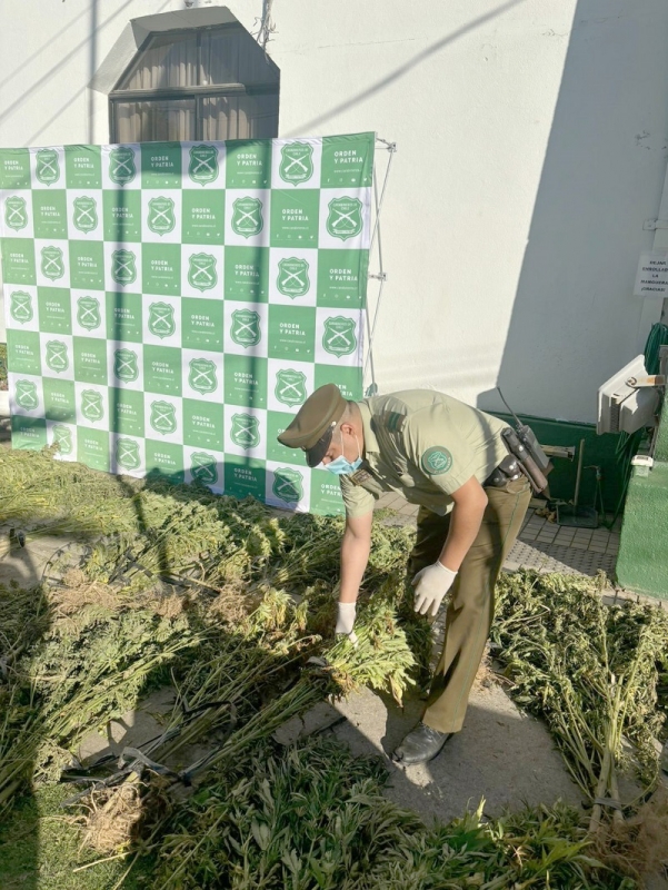 Carabineros realizó nuevo hallazgo de plantación de marihuana en Constitución