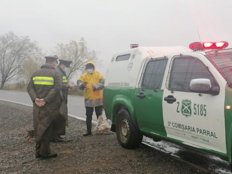 Parral: Carabineros advierte a la ciudadanía ante el robo de animales o abigeato