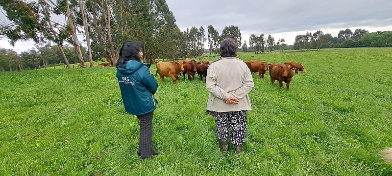 Declaración de Existencia Animal del SAG ahora podrá realizarse durante todo el año