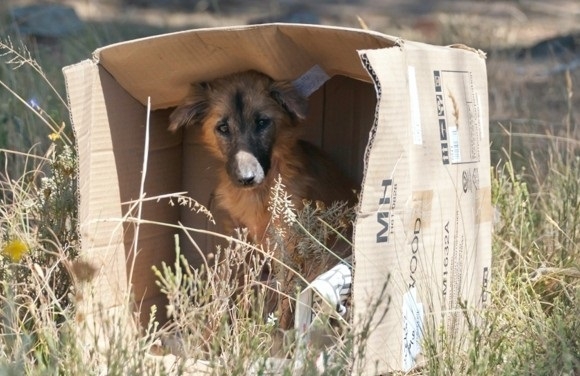  Proyecto de ley modifica la Ley Cholito para crear el Registro Nacional de Condenados por Maltrato Animal