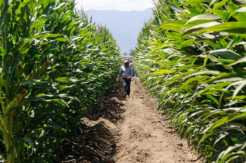 Más de 640 productores acceden a subsidio INDAP en resguardo a caída del precio del maíz 