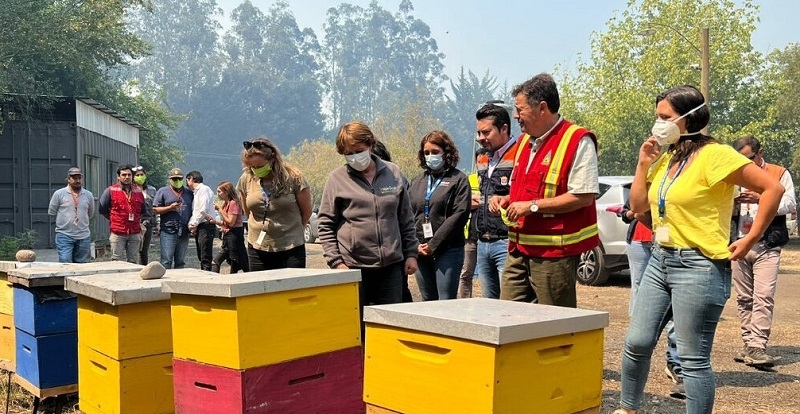 Gobierno prepara medidas para industria apícola: 38 mil colmenas resultaron quemadas en incendios