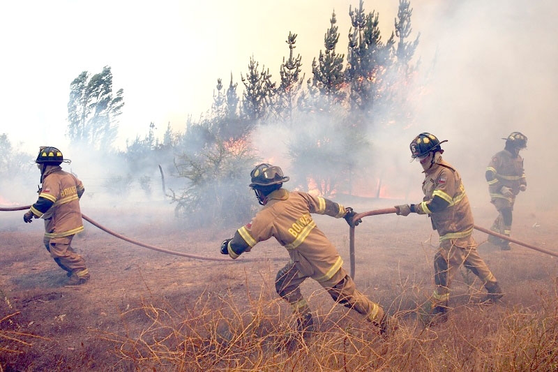 Incendio Forestal movilizó a bomberos en comuna de Linares