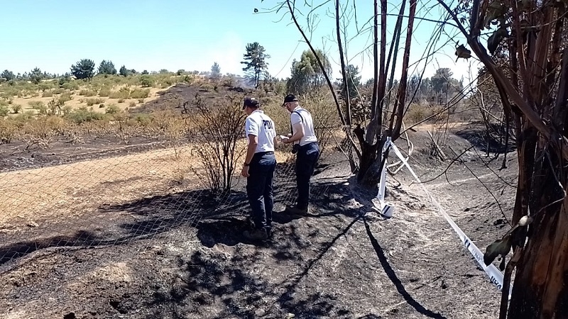 PDI realiza primeras diligencias investigativas por incendio forestal en Cauquenes 