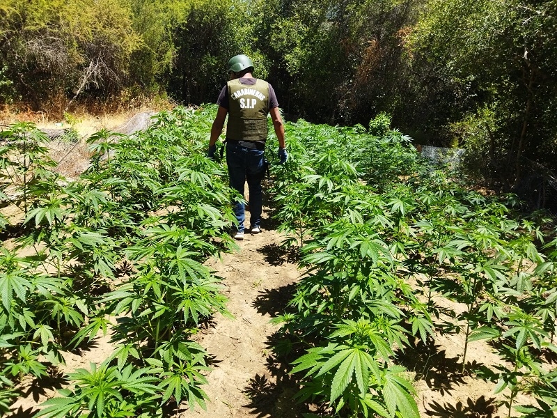 San Javier: Carabineros incautó 375 plantas de marihuana en sector Huerta de Maule