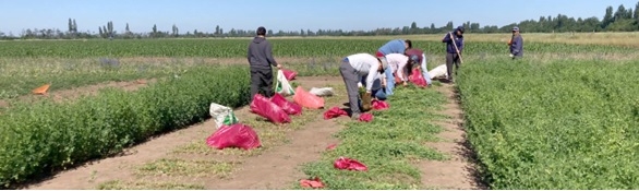 INIA y estudiantes evaluaron 630 ensayos experimentales de alfalfa tolerante a la sequía