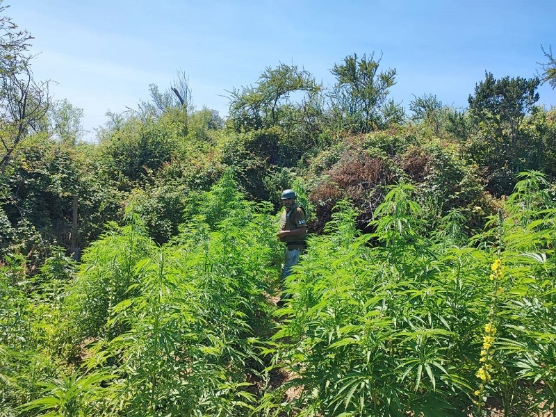 San Javier: Carabineros decomisó 300 plantas de marihuana en el sector norte del río Purapel