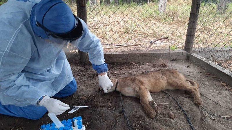 Autoridades llaman a evitar contacto con aves silvestres y animales marinos  por influenza aviar