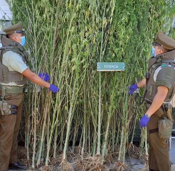 Carabineros encontró cultivo ilegal de cannabis sativa en la ruta L-30-M en S an Javier.