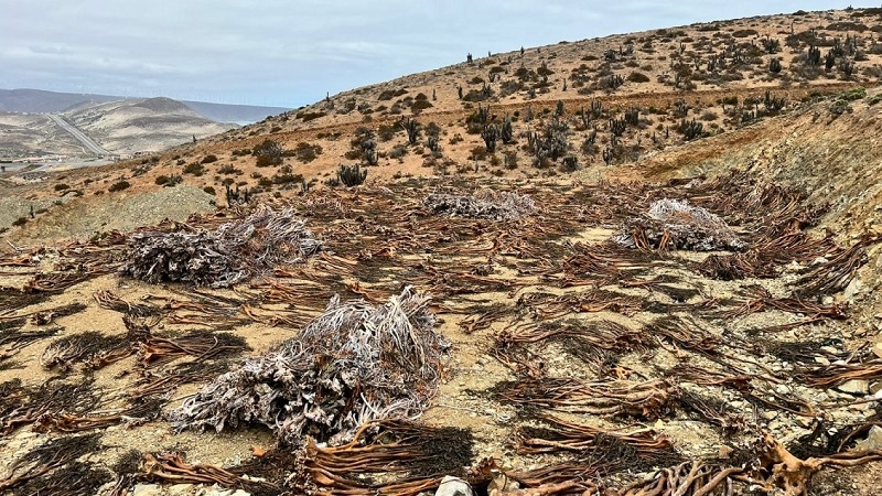  Detectan planta ilegal de transformación de algas pardas en Ovalle