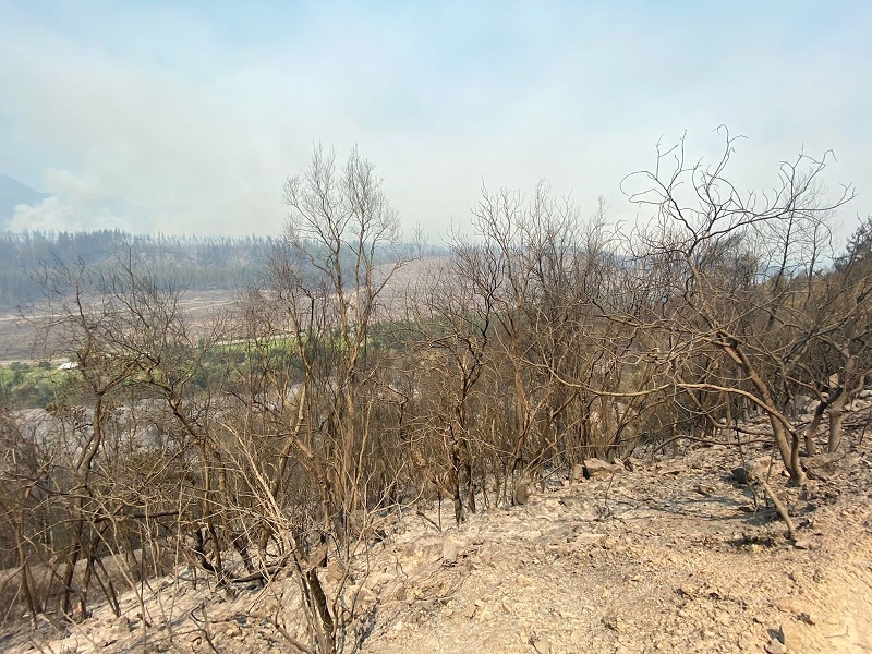 Conaf Maule declara controlado incendio forestal “Agua Fría”